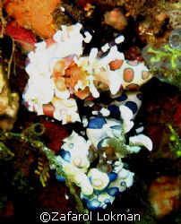 Harlequin..see cannot touch..Bali Indonesia by Zafarol Lokman 